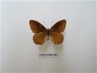 藏品(蛇目蝶科)的圖片